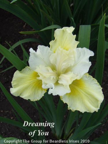 sib Dreaming of You (2)